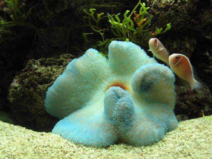 Fabrication aquariums Beaufort-Orbagna