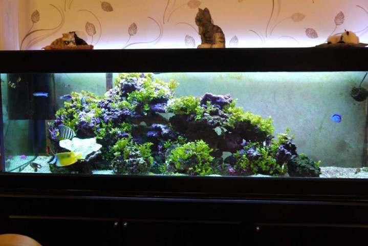 Vente de poissons d'eau douce Beaufort-Orbagna