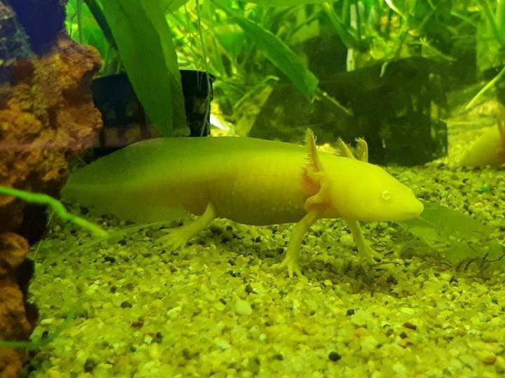 Vente de poissons d'eau de mer Beaufort-Orbagna