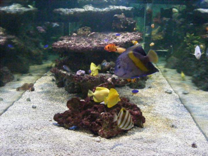 Vente de poissons d'eau de mer Beaufort-Orbagna