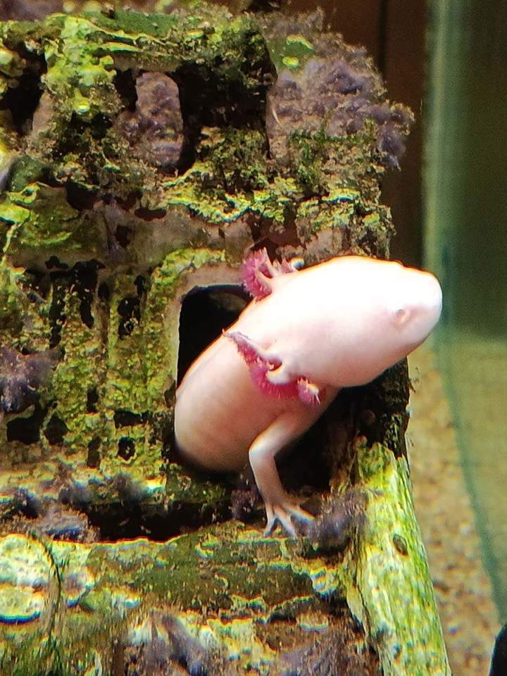 Fabrication aquariums Beaufort-Orbagna