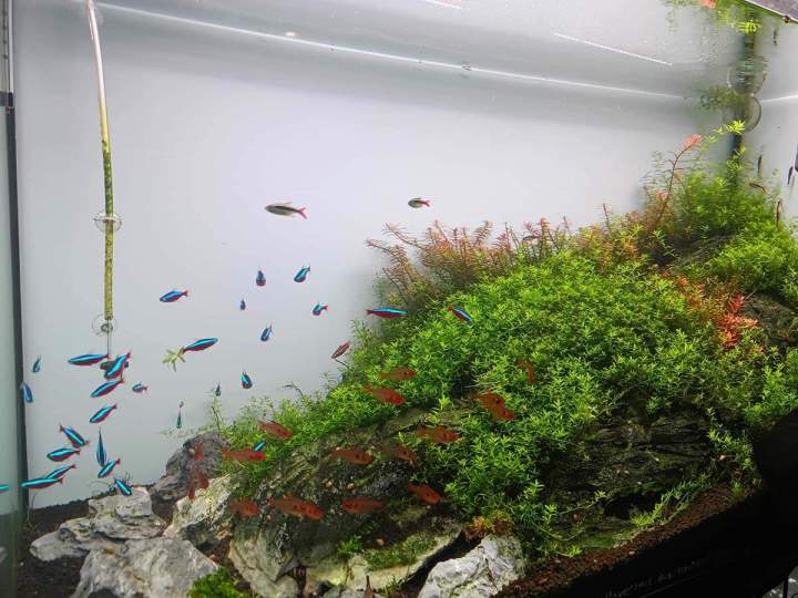 Fabrication aquariums Beaufort-Orbagna