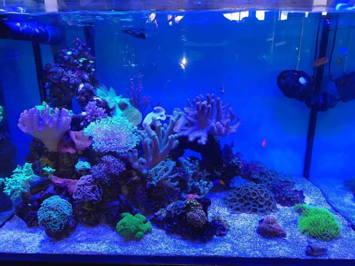 Les poissons sont vendus uniquement après une bonne acclimatation.