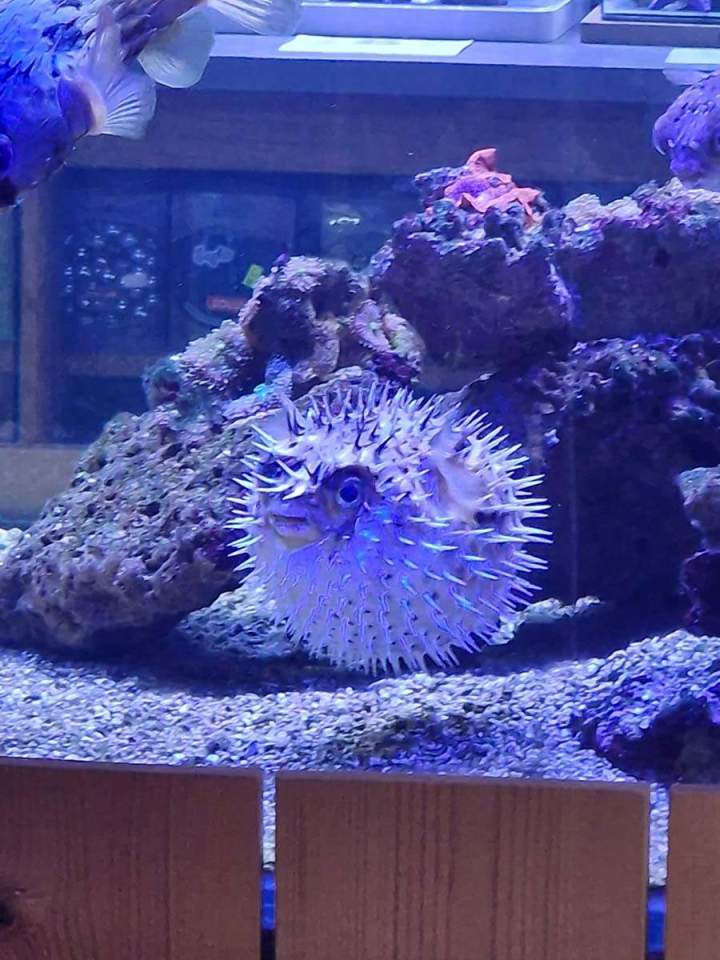 Fabrication aquariums Beaufort-Orbagna