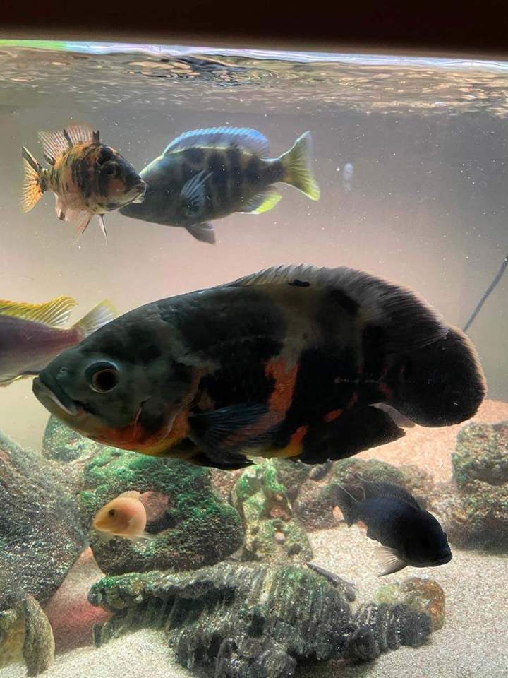 Arrivage de poissons d'eau douce tous les 15 jours