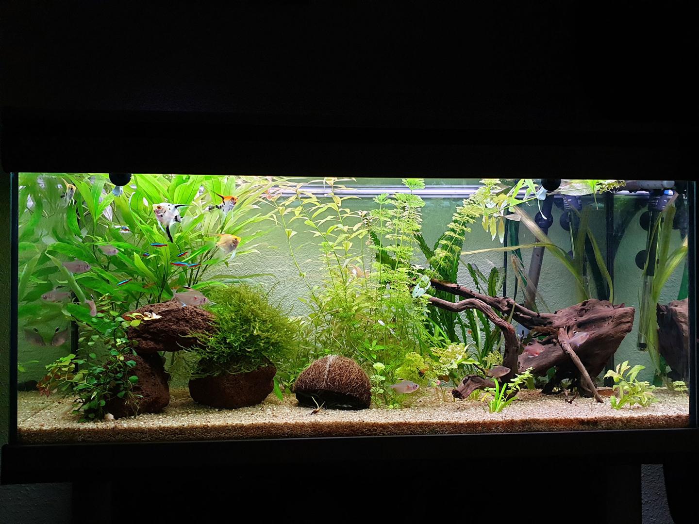 Quels poissons puis-je mettre dans un aquarium d'eau froide ? Beaufort-Orbagna