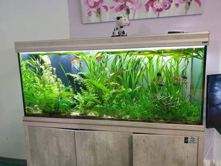 Fabrication aquariums Beaufort-Orbagna