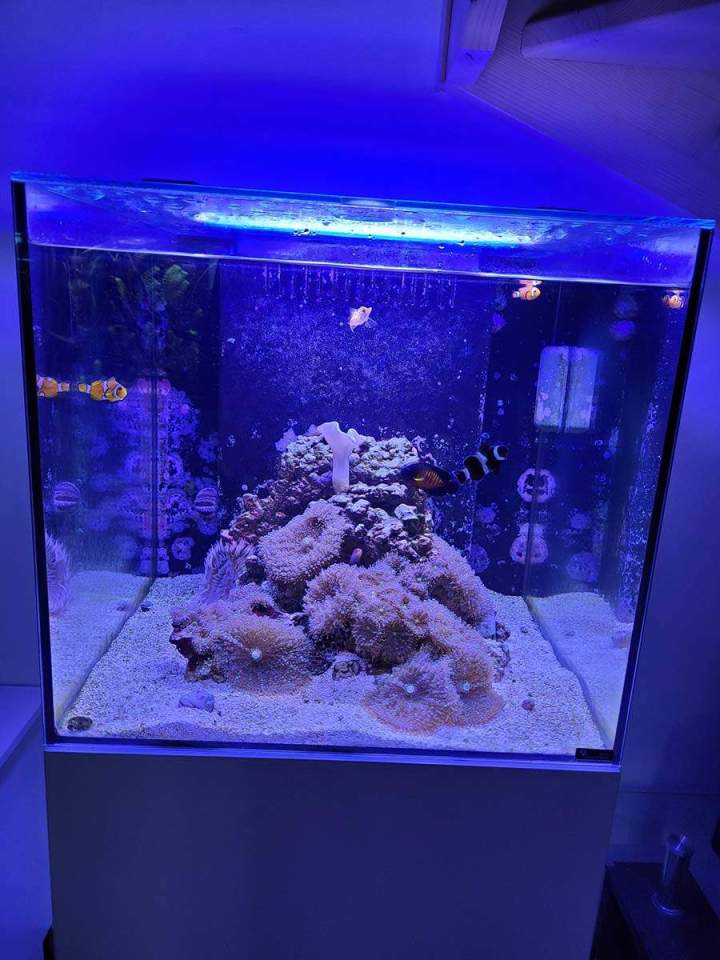 Vente de poissons d'eau douce Beaufort-Orbagna