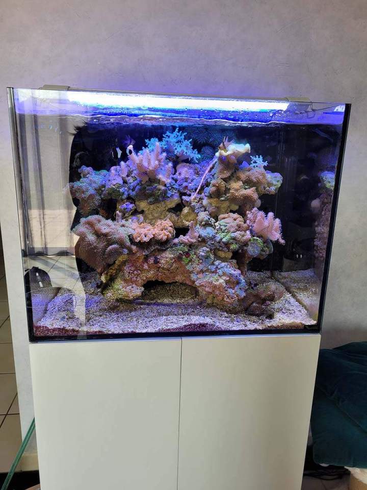 Vente de poissons d'eau de mer Beaufort-Orbagna