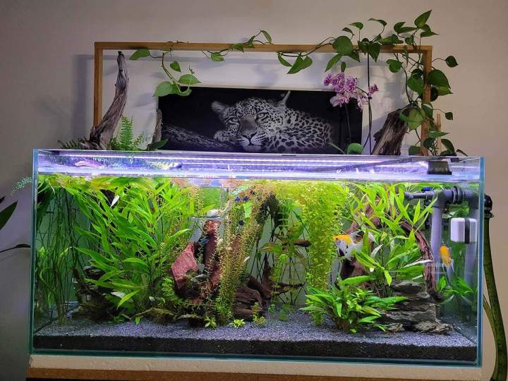 Fabrication aquariums Beaufort-Orbagna