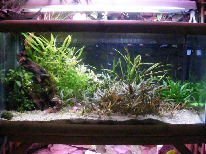 Vente de poissons d'eau douce Beaufort-Orbagna