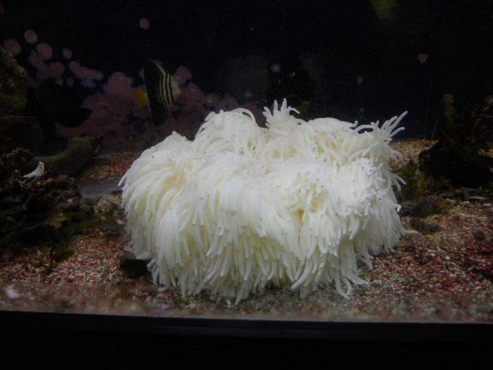 Fabrication aquariums Beaufort-Orbagna