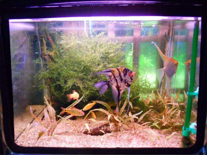 Fabrication aquariums Beaufort-Orbagna