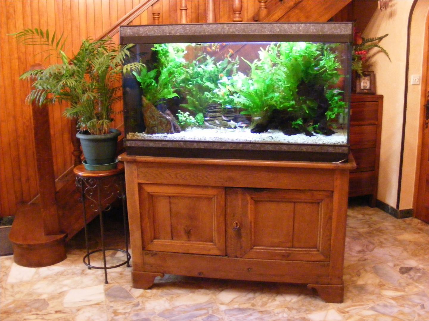 Entretien aquariums à domicile Dole
