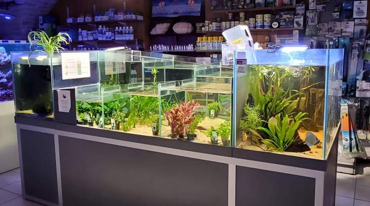 Vente d'aquariums Beaufort-Orbagna