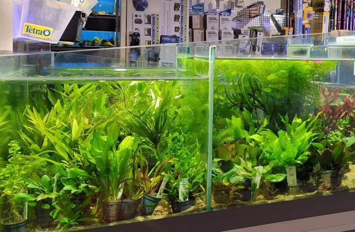 Fabrication aquariums Beaufort-Orbagna