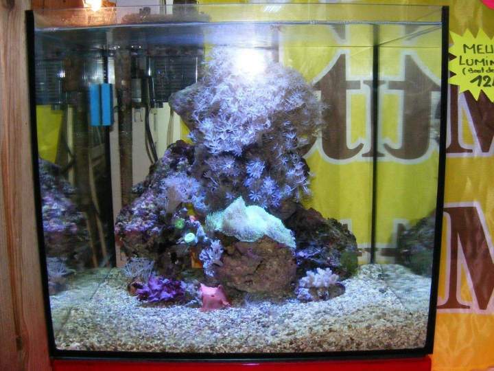  Fabrication et entretien d'aquarium Beaufort-Orbagna