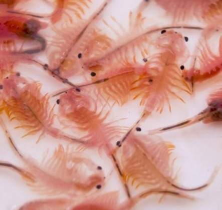 Vente de poissons d'eau douce Beaufort-Orbagna