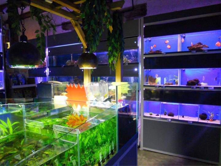 Fabrication aquariums Beaufort-Orbagna