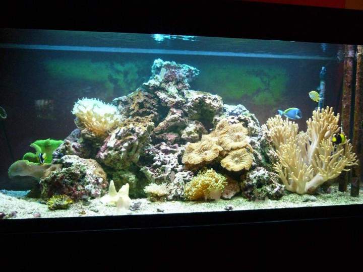 Fabrication aquariums Beaufort-Orbagna