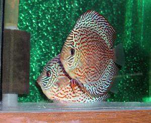 Vente de poissons d'eau de mer Beaufort-Orbagna