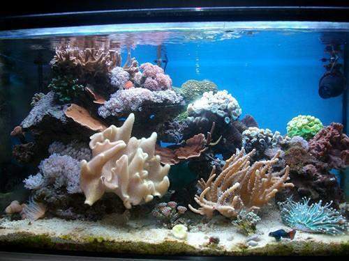 Vente de poissons d'eau de mer Beaufort-Orbagna