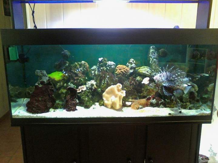  Fabrication et entretien d'aquarium Beaufort-Orbagna