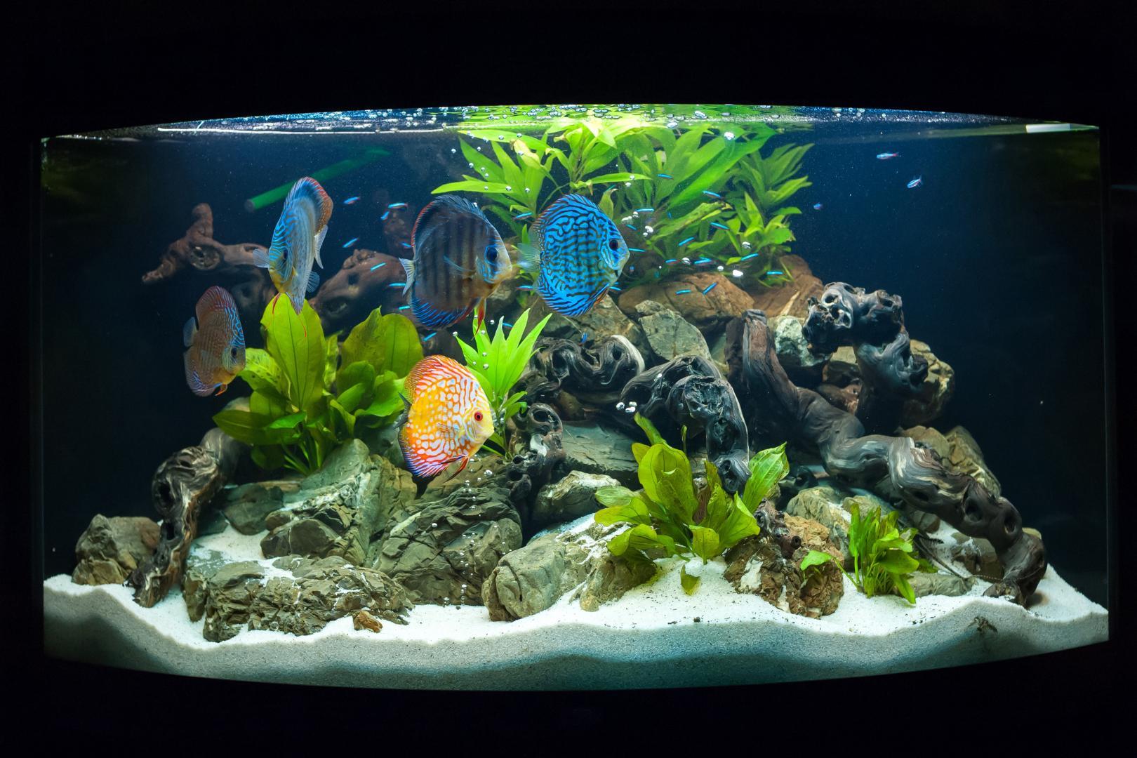 Magasin d'aquariums Dole