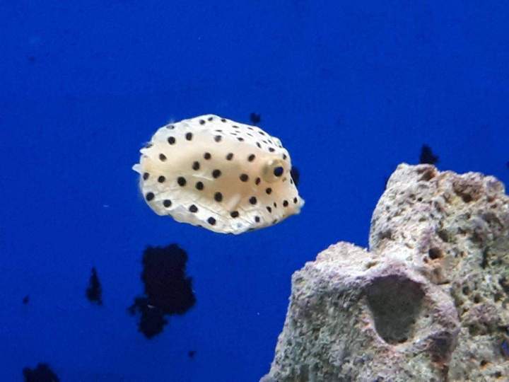 Vente de poissons d'eau de mer Beaufort-Orbagna