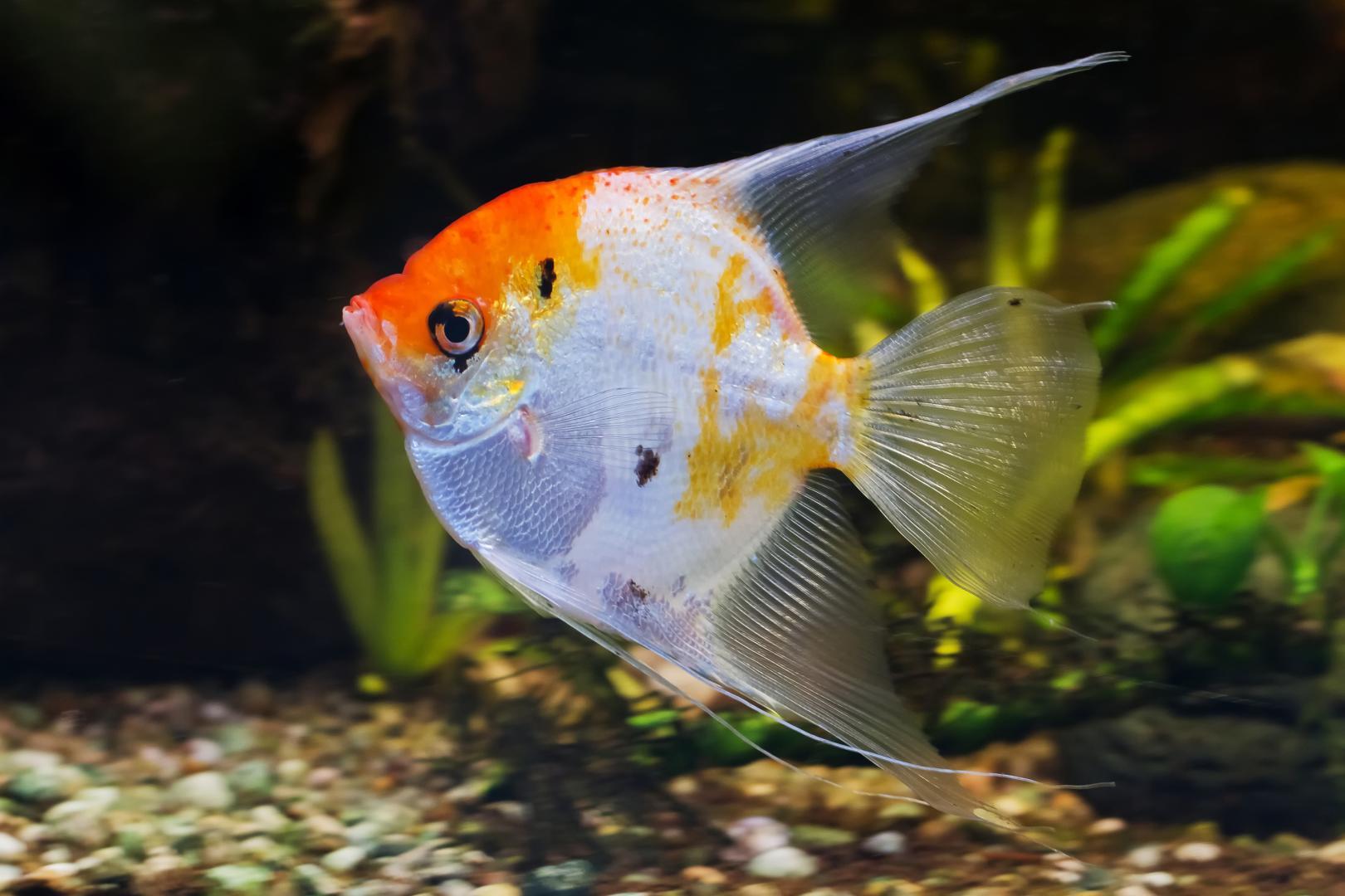 Magasin d'aquariums près de Saint-Claude