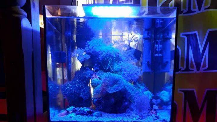 Vente de poissons d'eau douce Beaufort-Orbagna