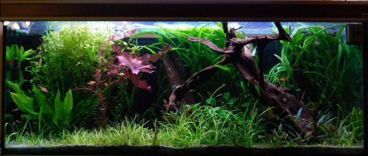 Vente de poissons d'eau douce Beaufort-Orbagna