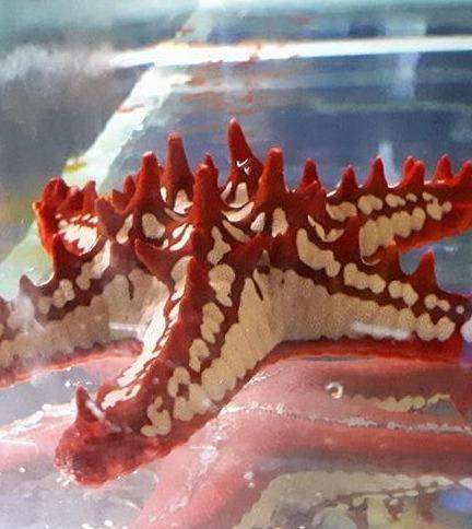 Fabrication aquariums Beaufort-Orbagna