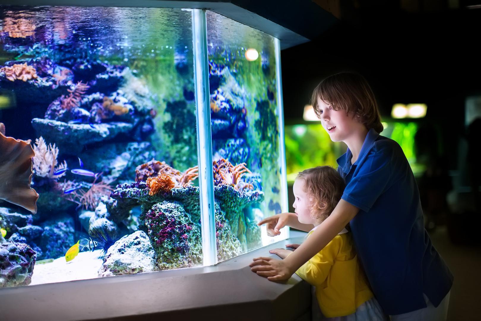 Magasin d'aquariums Gizia