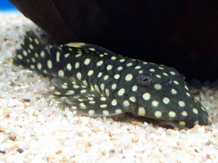 Vente de poissons d'eau douce Beaufort-Orbagna