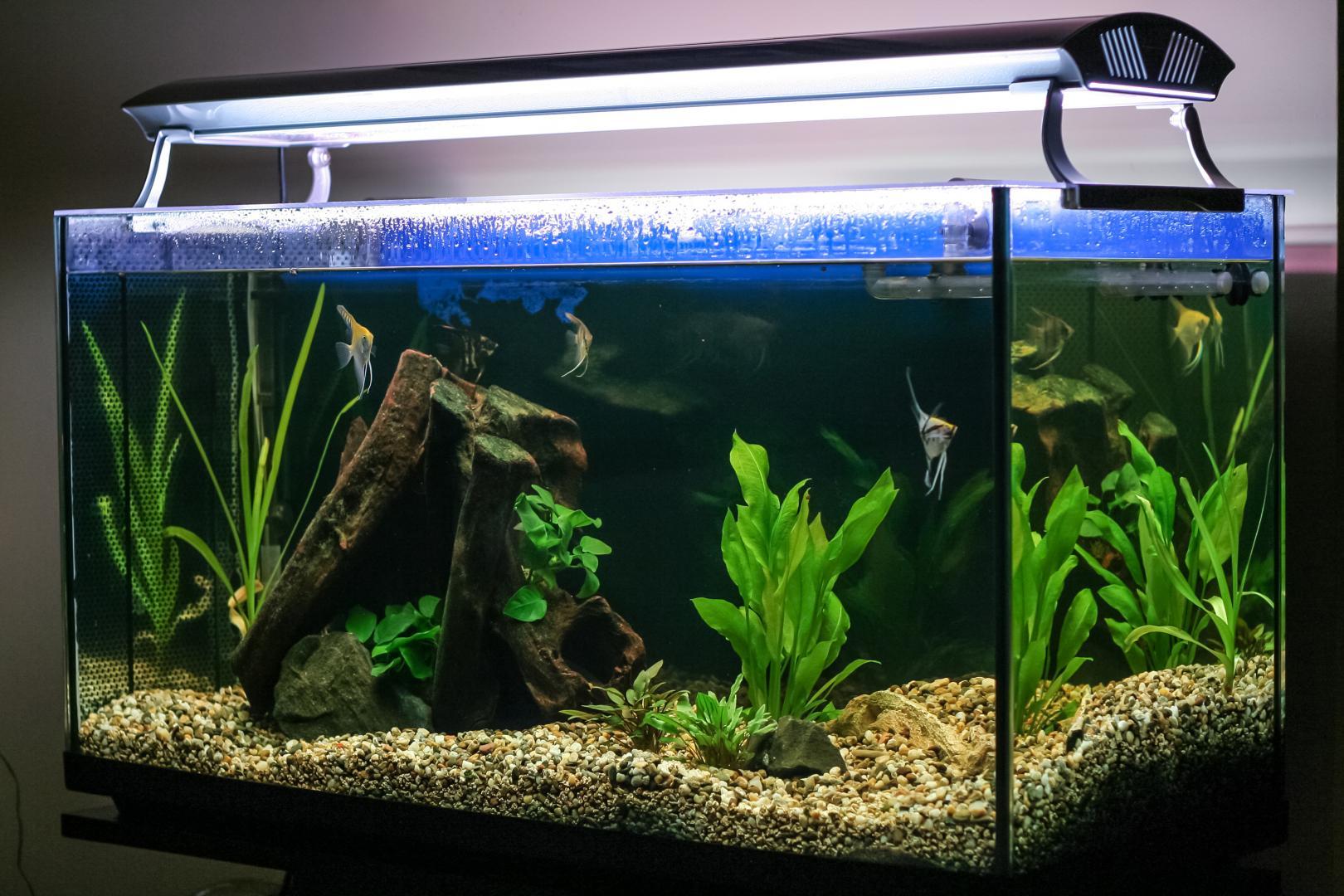 Fabrication aquariums Gizia