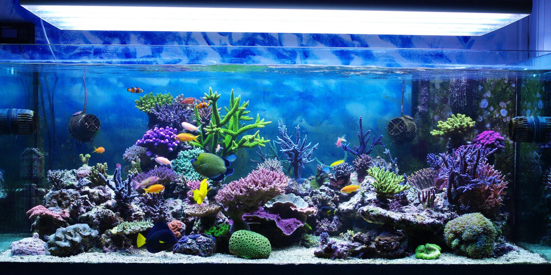 Fabrication aquariums Dole
