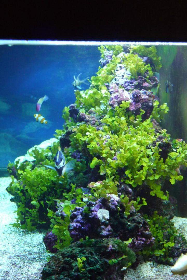 Fabrication aquariums Beaufort-Orbagna