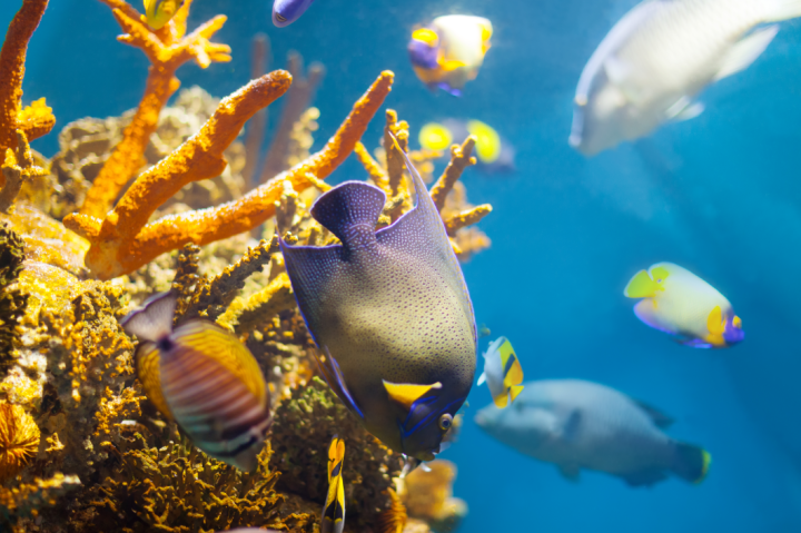 Vente de poissons, Hauts-de-Bienne<br>Vente de poissons d’eau douce, Hauts-de-Bienne<br>Vente de poissons d’eau de mer, Hauts-de-Bienne