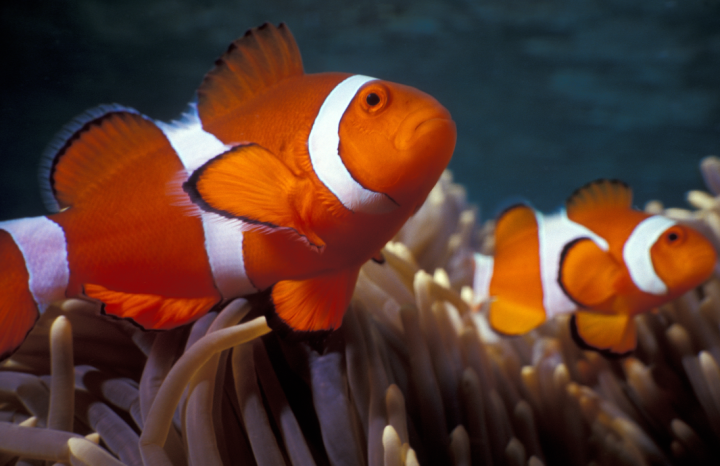 Quels sont les paramètres de l'eau les plus importants pour maintenir un aquarium sain ? Beaufort-Orbagna<br>Paramètres de vérification de l’eau pour maintenir un aquarium sain, Beaufort-Orbagna<br>Paramètres à considérer pour maintenir un aquarium sain, Beaufort-Orbagna