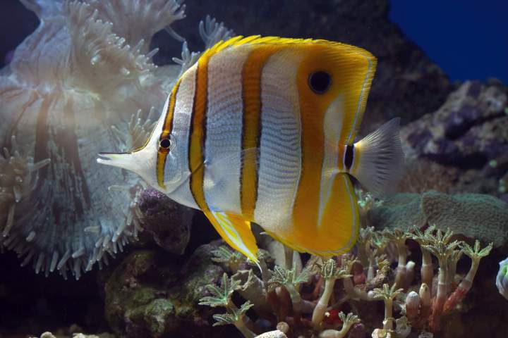 Magasin d'aquariums à Hauts-de-Bienne<br/>Revendeurs d'aquariums à Hauts-de-Bienne<br/>Vente d'aquariums à Hauts-de-Bienne