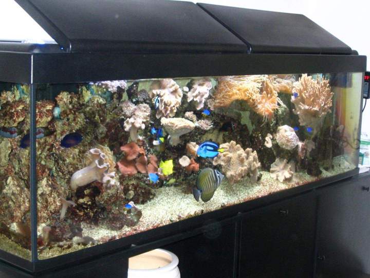 Fabrication aquariums Beaufort-Orbagna