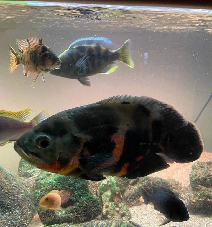 Vente de poisson d'eau douce Beaufort-Orbagna