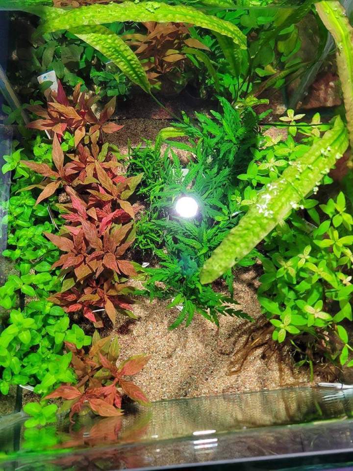 Entretien aquariums Beaufort-Orbagna