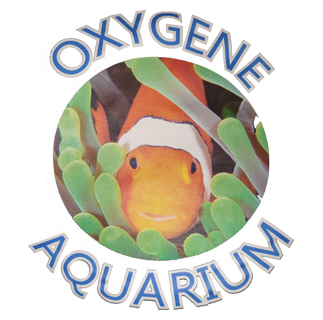 Magasin d'aquariums, Beaufort-Orbagna, Dole, Mâcon – OXYGENE