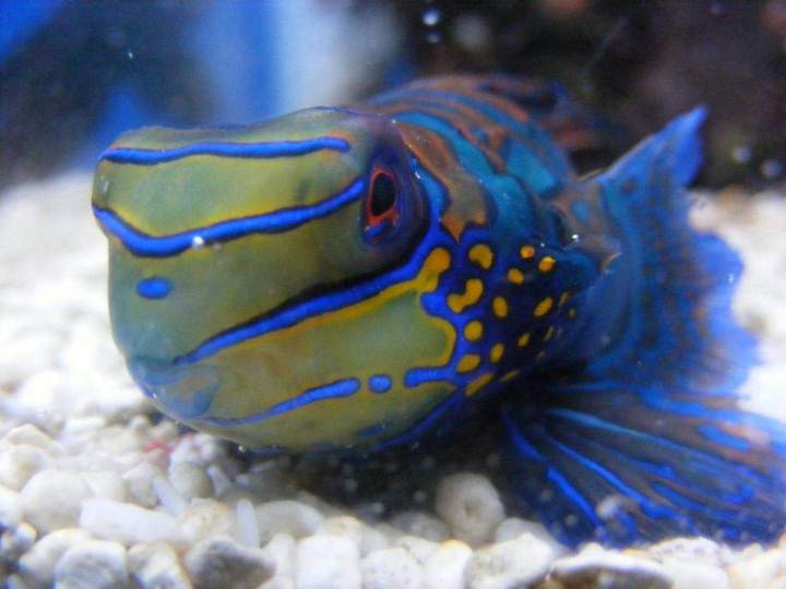 Vente de poissons d'eau douce Beaufort-Orbagna