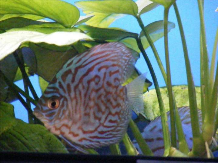 Fabrication aquariums Beaufort-Orbagna