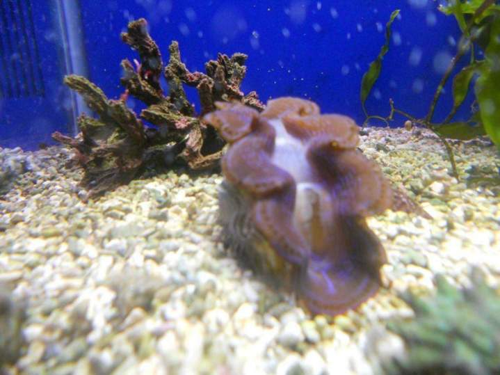 Vente de poissons d'eau douce Beaufort-Orbagna