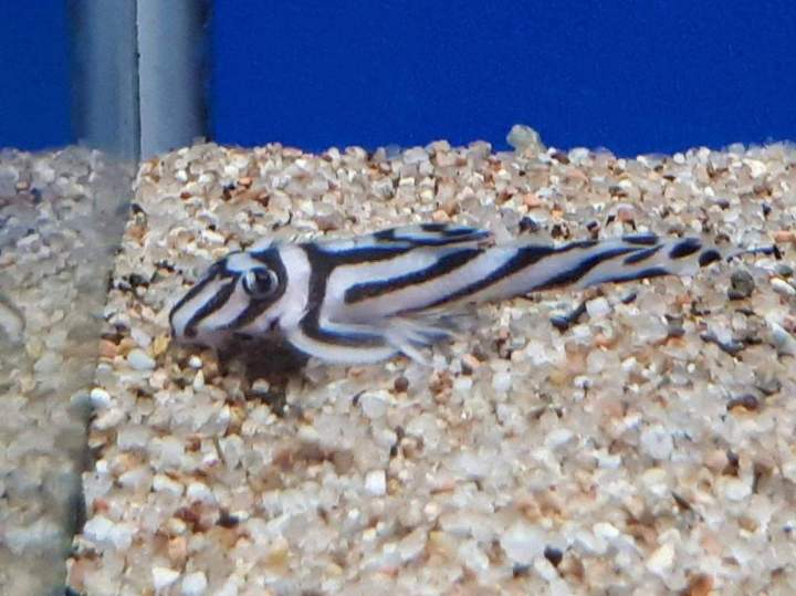 Fabrication aquariums Beaufort-Orbagna