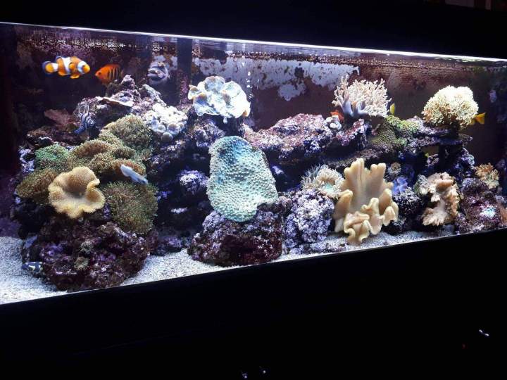 Vente de poissons d'eau de mer Beaufort-Orbagna